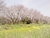  巾着田曼珠沙華公園 